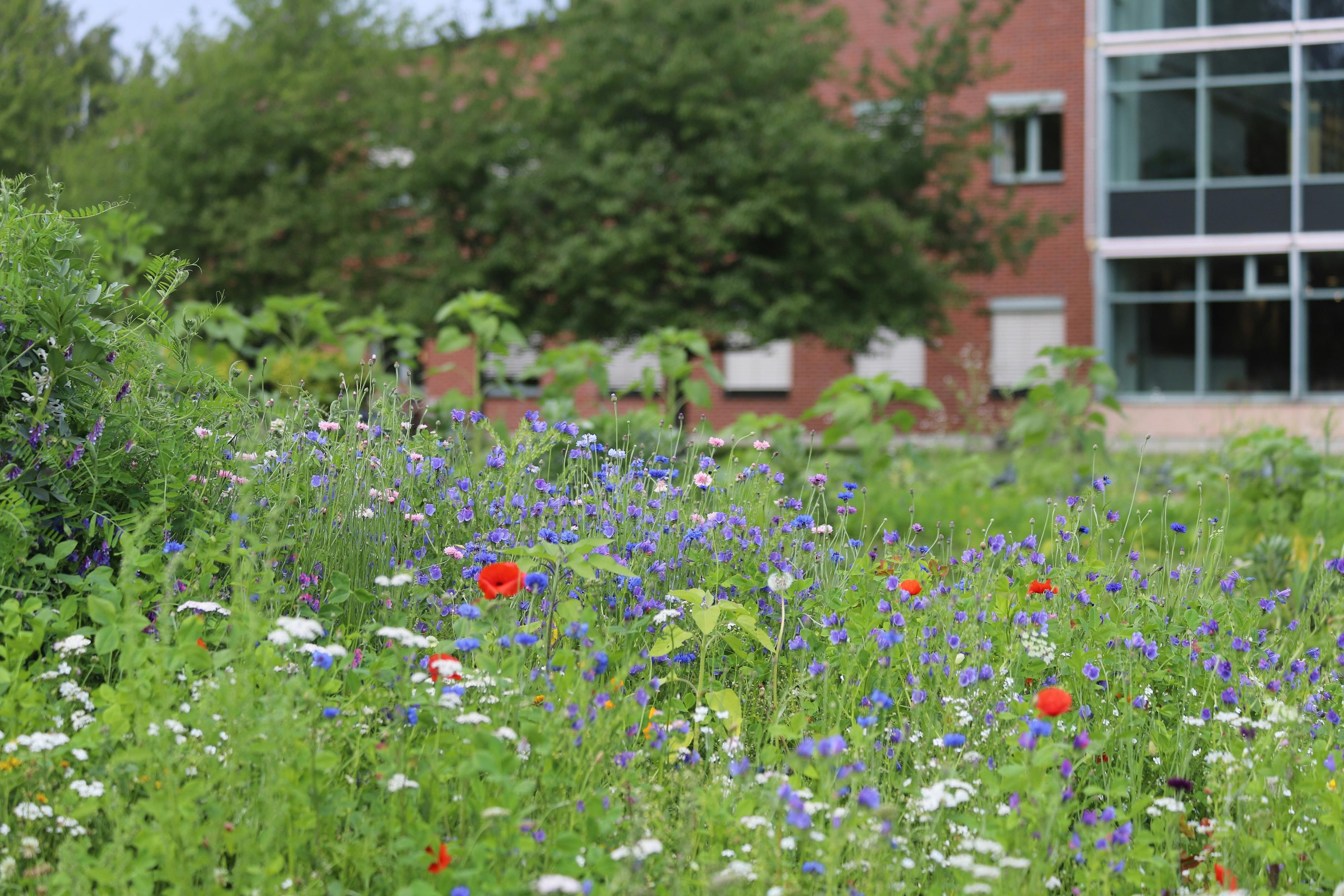 Blumen und Büsche mit einem Gebäude im Hintergrund